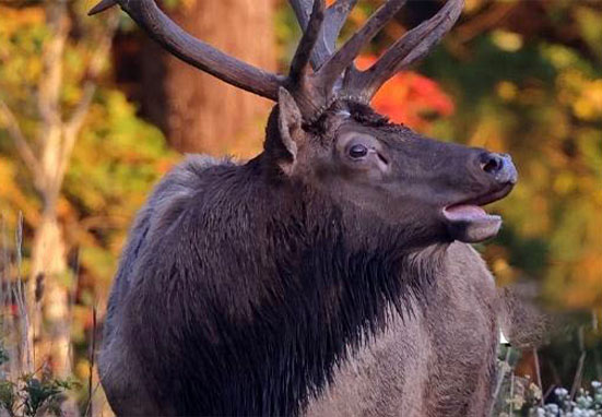 Pennsylvania Elk CAM
